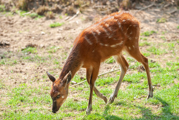 Sitatunga, antilope dell’Africa centrale