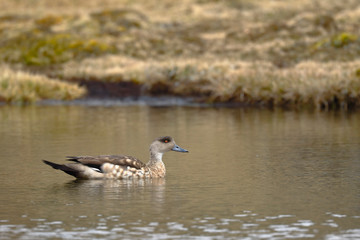 Crested duck (Lophonetta specularioides) sighted in its natural environment at 4000 masl while swimming calmly at dawn.