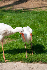 Coppia di cicogne su un prato