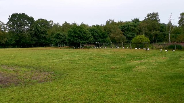 Wei&szlig;st&ouml;rche auch Klapperst&ouml;rche genannt suchen auf einer Wiese nach Nahrung