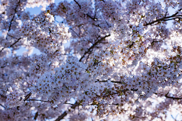 Beautiful pink sakura (cherry) blossom, selected focus 