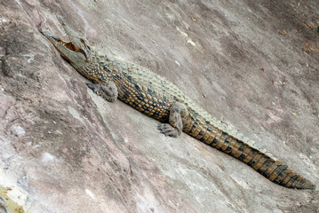 Alligatore del Mississippi su un letto di rocce