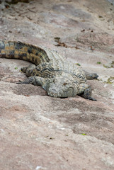 Alligatore del Mississippi su un letto di rocce