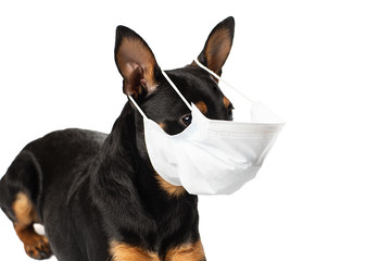Dog with a medical mask. Miniature Pinscher on a white background. Epidemic