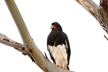 Detail of an Andean Caracara (Phalcoboenus megalopterus) perched on the branches of a eucalyptus tree in the Andes. Huancayo - Peru