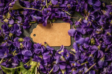 filled frame violeta odorata wild woods viola with recycled paper tag room for text