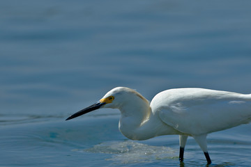 Obraz premium Snowy Egret (Egretta thula), copy taken in freedom