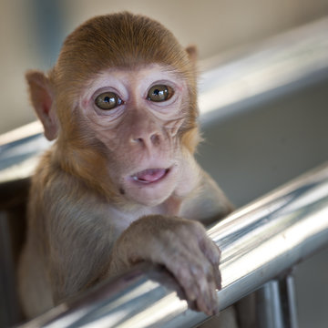 Monkey Macaque