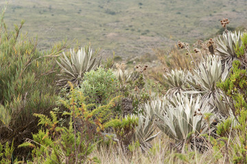 Chingaza, Colombia. Paramo landscape with frailejones, espeletia grandiflora