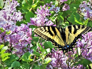 Butterfly and Lilacs
