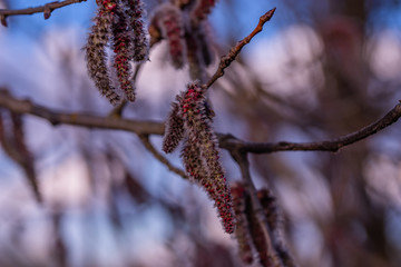 Swollen buds on a tree branch