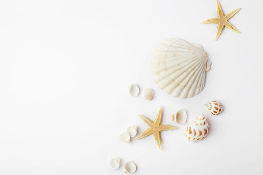 summer seashells on white background