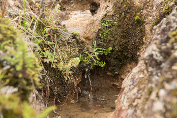 Chingaza, Colombia. Natural water seepage, a common phenomenon in the moors