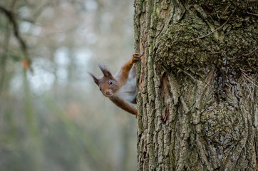 Squirrel playing hide and seek