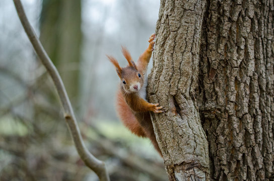 Squirrel plays hide and seek © Christoph