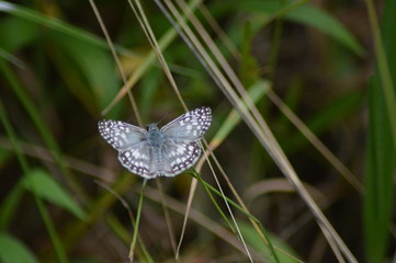 Mariposa en blanco y gris