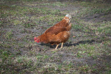 Homemade red-colored chicken walks in the yard