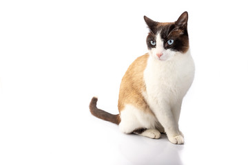 siamese cross cat and ragdoll sitting on white background