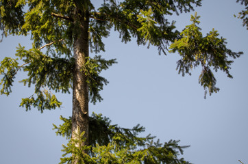 Up in the air in the forest tree
