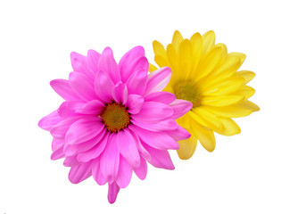 pink and yellow daisy