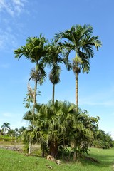 Las palmas de los llanos orientales