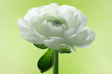 Fiore bianco con sfondo verde