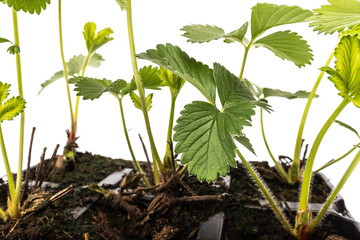 young strawberry plants in pots on white background