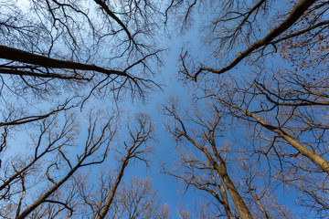 Wide angle view of bare trees from the ground