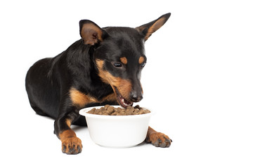 Cute Zwergpinscher puppy with a bowl of dry food on a white background.Isolation on a white background