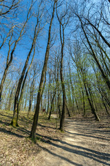 Hiking trail in the Naszaly mountain, Hungary