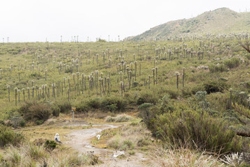 Naklejka premium Chingaza, Colombia. Paramo landscape with frailejones, espeletia