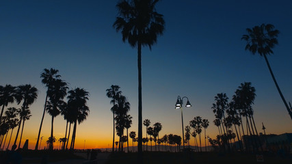 Beautiful silhouetts of palm trees in the evening - Venice Beach