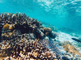 Fototapeta na wymiar Underwater aquatic wild life around marine picturesque colorful coral reef, getaway travel to tropical island with crystal water for exploring oceania ecosystem during snorkeling aquarium tour