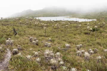 Fototapeta na wymiar Chingaza, Colombia. Buitrago lagoons, moor, hills, mist and frailejon, espeletia