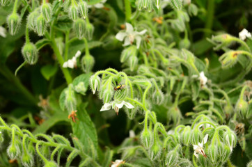 Forest, Nature, Day, Bee, Plants