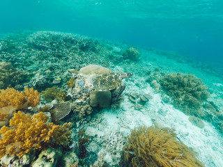 Naklejka na ściany i meble Underwater aquatic wild life around marine picturesque colorful coral reef with turtle, travel to tropical island with crystal water for exploring oceania ecosystem during snorkeling aquarium tour