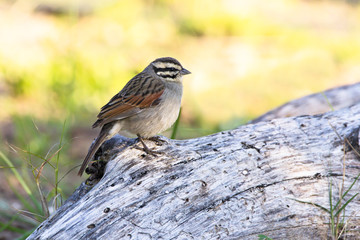 Cape Bunting perched on log