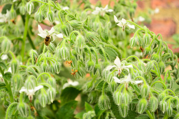 Forest, Nature, Day, Bee, Plants, Fly