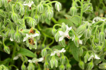 Forest, Nature, Day, Bee, Plants