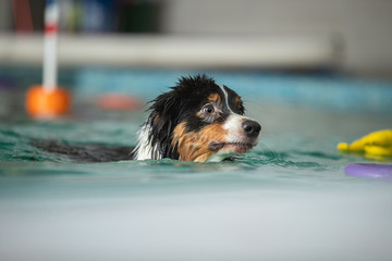 A dog swims in a pool with a toy. Sports event in the water