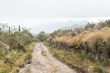 Chingaza, Colombia. Path through a moor landscape, native plants and mountains