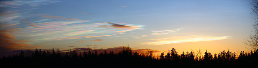 Panorama of nacreous clouds in the morning over forest silhouette