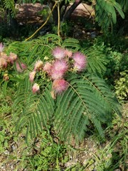pink and yellow flowers