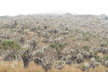 Chingaza. Misty landscape, moor in the rain, frailejones, espeletia grandiflora