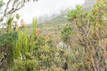 Obraz premium Chingaza. Landscape, rain in the moor, fog and plants, as frailejones, espeletia