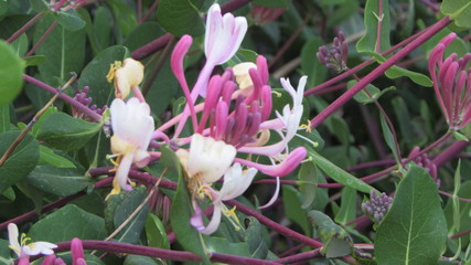 Honeysuckle flower