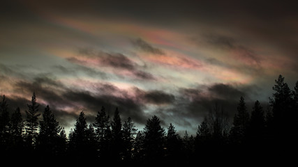 Nacreous and cumulus clouds in dusk over tree silhouettes