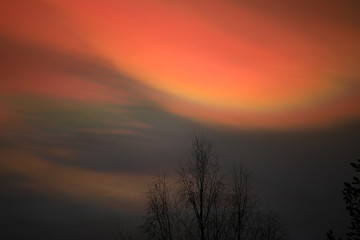 Fototapeta na wymiar Nacreous clouds in dusk over tree silhouettes