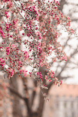 Blooming cherry sakura trees pink and white. Cherry blossoms. Denver city views during Spring time. Spring season. Beautiful bloom trees in park. Historical views. Pink and white petals on cherry tree