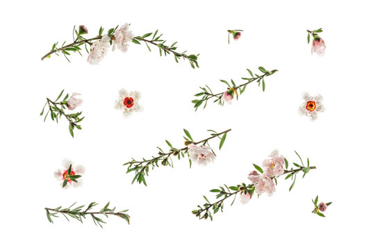 New Zealand white manuka tree twigs and flowers in bloom background